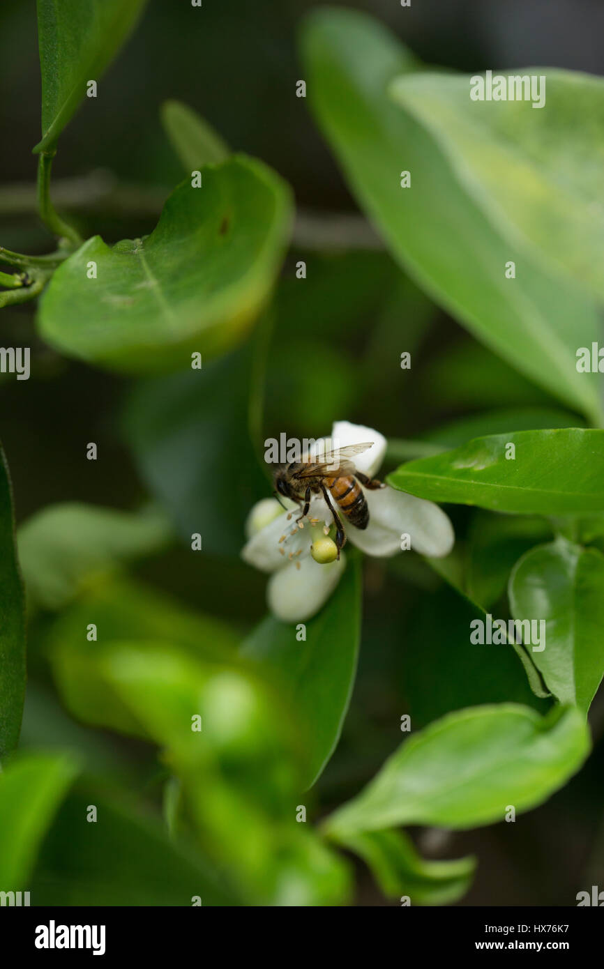 Honeybee impollinatori fiori d'arancio, Orlando, FL Foto Stock