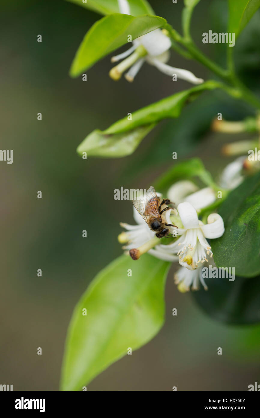 Honeybee impollinatori fiori d'arancio, Orlando, FL Foto Stock