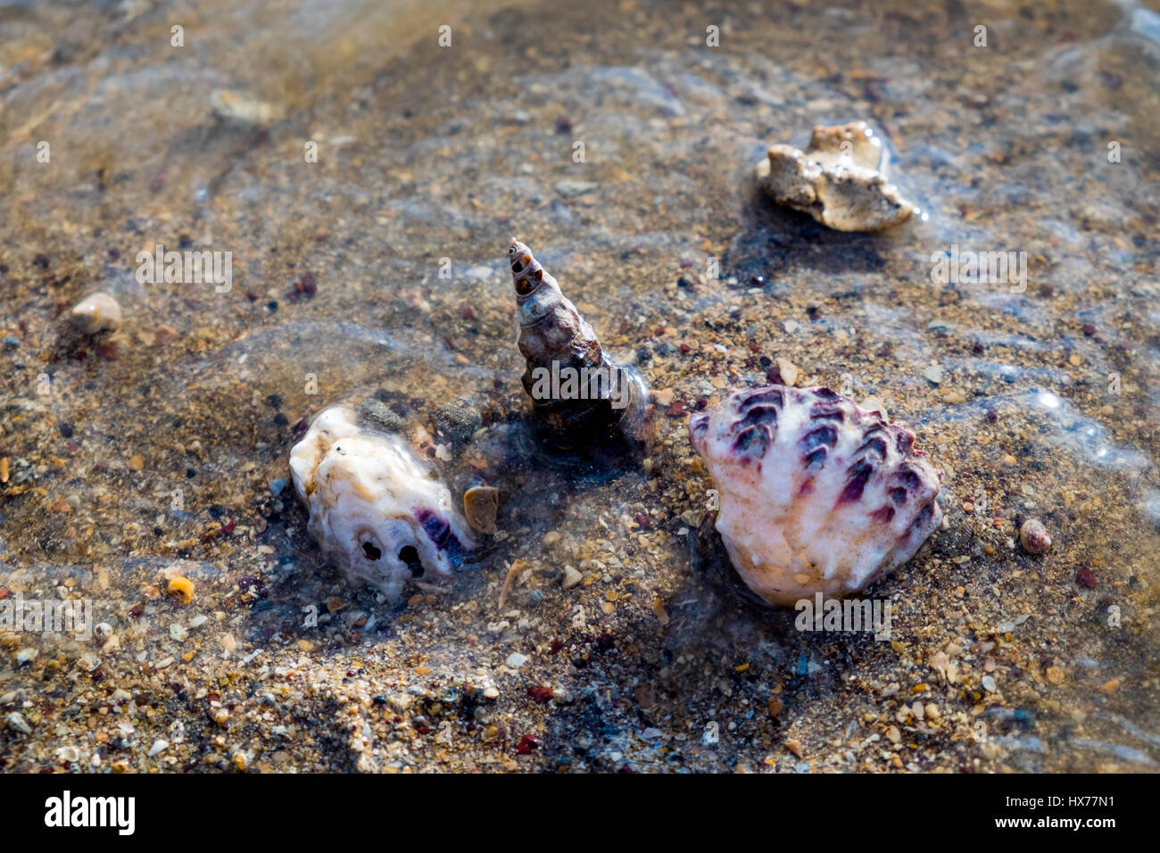 Punto di Wellington, Brisbane Foto Stock