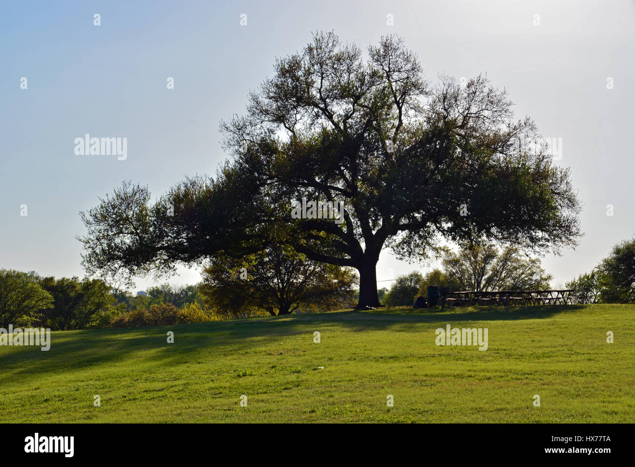 Un grande Live Oak sfumature tavoli da picnic in bandiera Pole Hill park a Dallas, in Texas. Foto Stock