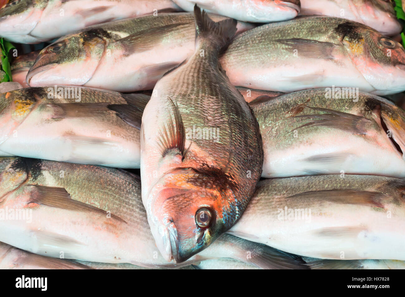 Appena catturati orate saraghi al tuo pescivendolo Foto Stock