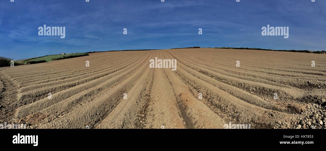 Campo di patate Cornovaglia Foto Stock