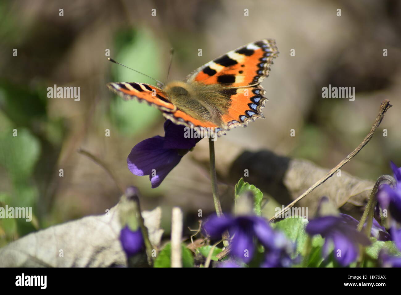 Piccola tartaruga butterfly su viole Foto Stock