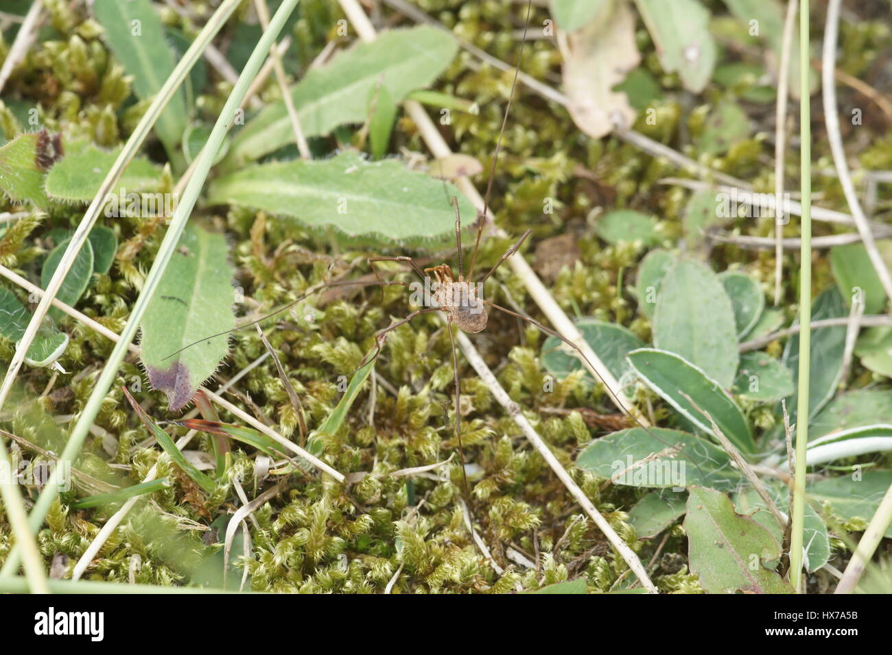 Phalangium opilio Foto Stock