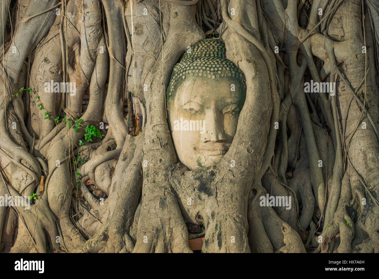 Testa di Buddha guardando al lato incorporare nella struttura ad albero Foto Stock