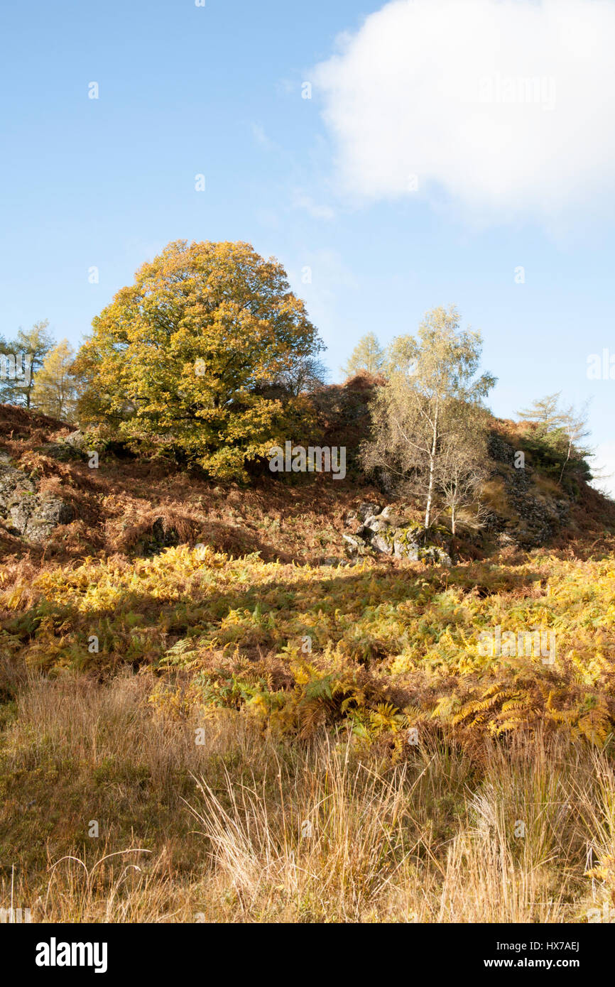 Quercia e nastro di betulle crescente nei pressi di Tarn Hows su una luminosa giornata autunnale che giace tra Coniston e Ambleside Lake District Cumbria Inghilterra England Foto Stock