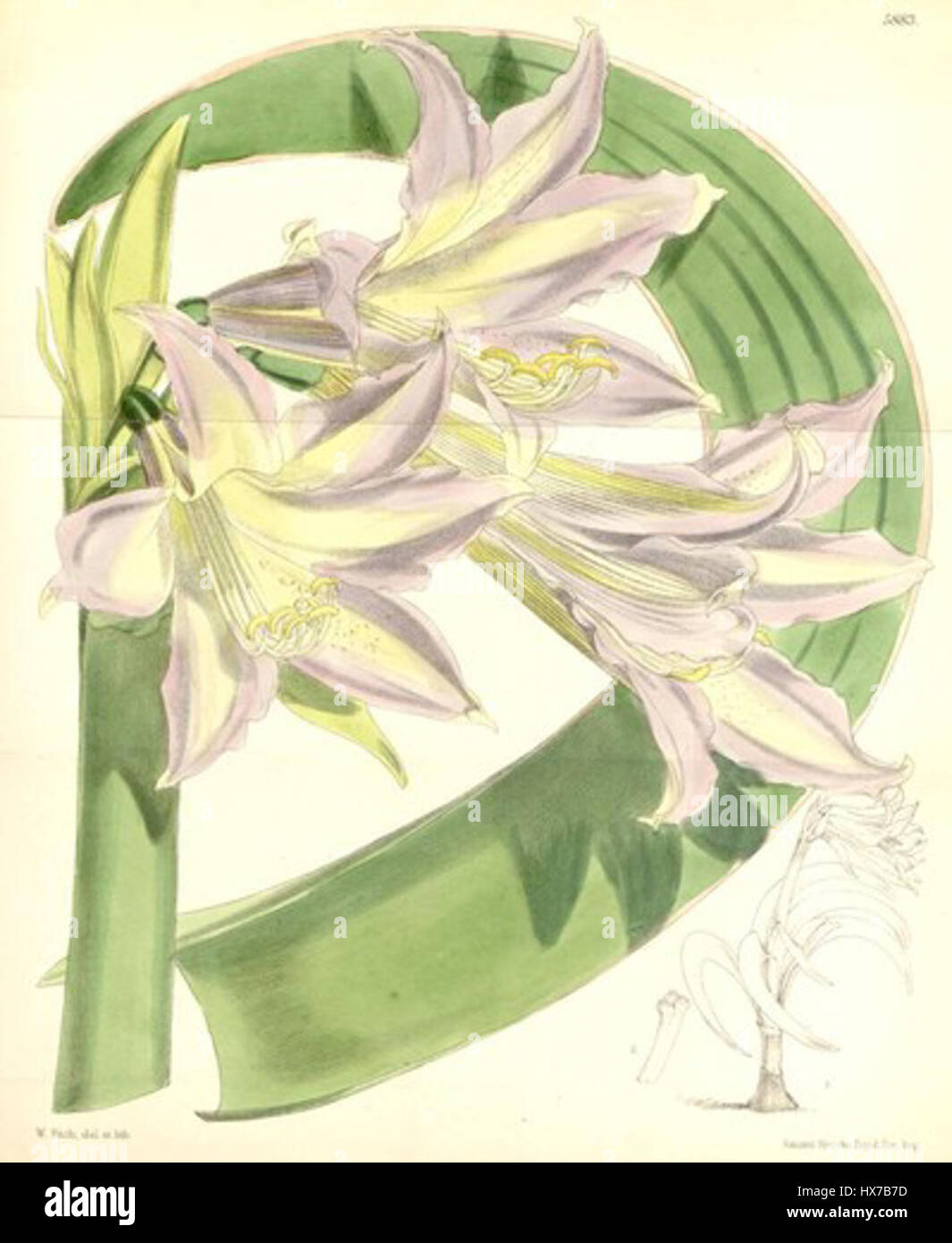 Il Worsleya rayneri, noto anche come albero di patate blu, è una pianta rara e suggestiva originaria del Brasile. È noto per i suoi grandi fiori blu e l'aspetto distintivo, spesso raffigurato in illustrazioni botaniche. Foto Stock