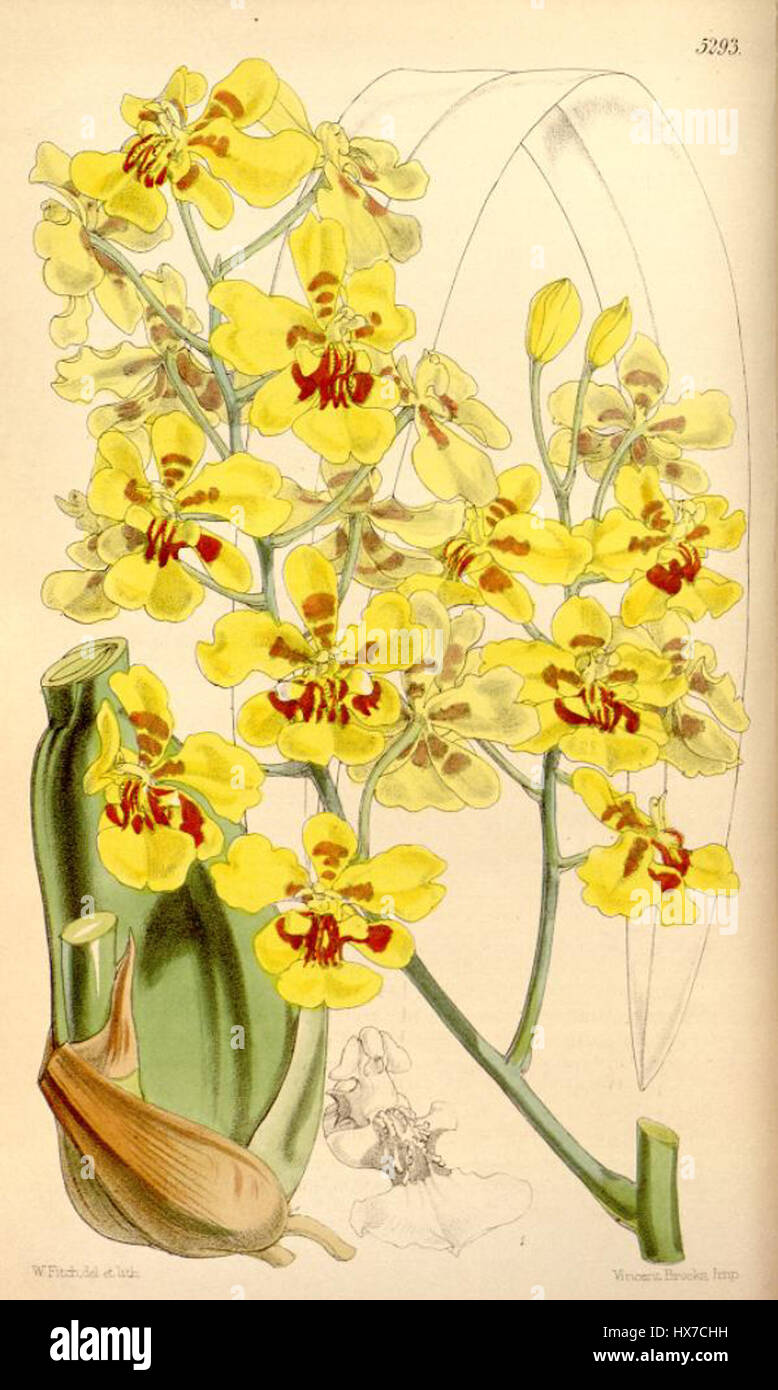 Oncidium excavatum Foto Stock