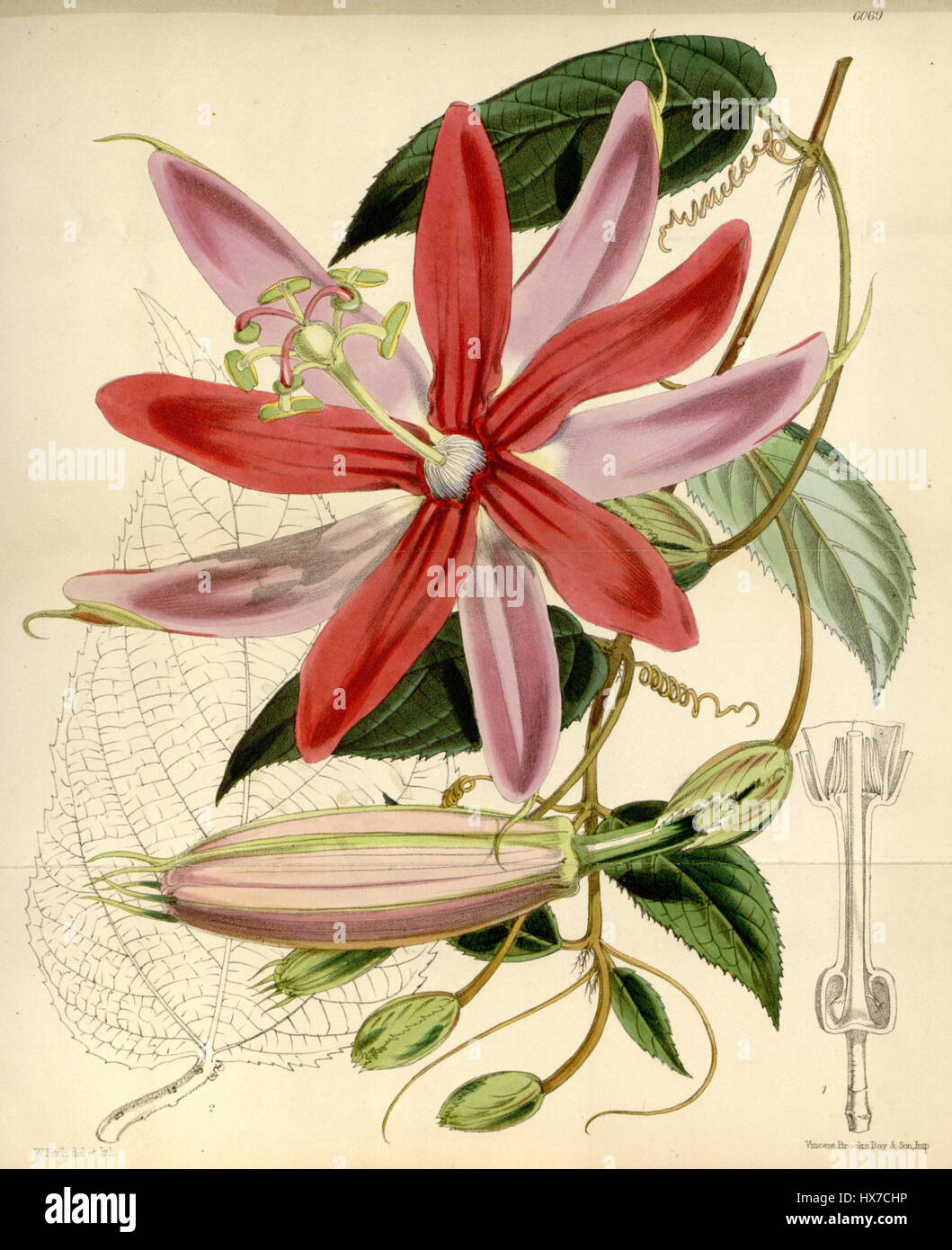 Passiflora insignis Bot. Mag. ser. 3, 29(348), Tab. 6069. 1893 Foto Stock
