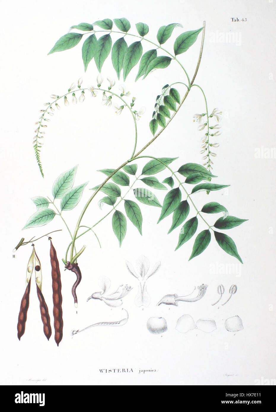 La Millettia japonica, nota anche come glicine giapponese, è una specie di pianta in fiore originaria dell'Asia orientale. È conosciuta per i suoi splendidi ammassi di fiori viola, che fioriscono a tarda primavera. La pianta è spesso utilizzata nei giardini per il suo valore ornamentale e la sua capacità di creare esposizioni sorprendenti e profumate. Foto Stock