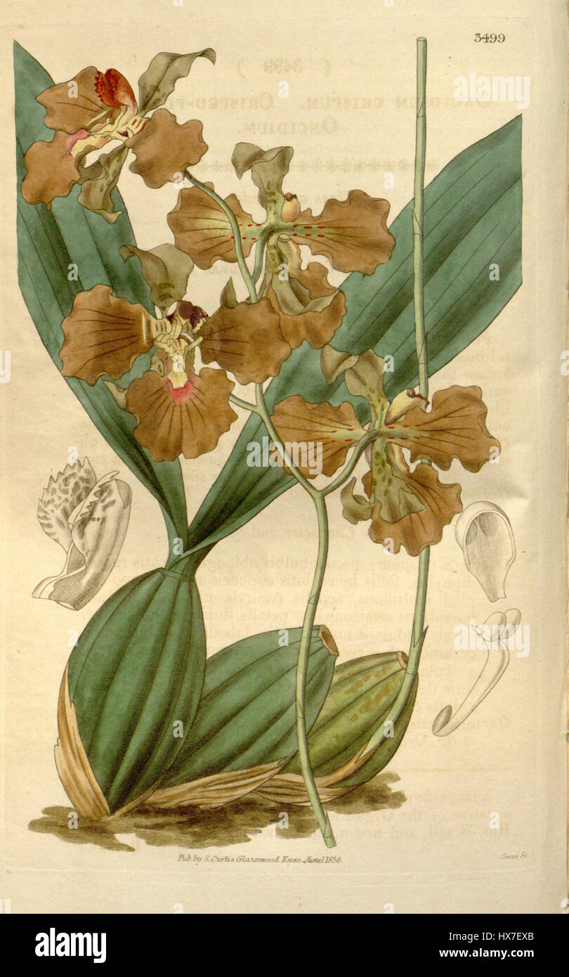 L'"Oncidium crispum" è una specie di orchidea nota per i suoi delicati fiori raggruppati. Questa orchidea è spesso raffigurata in illustrazioni botaniche per mostrare la sua forma e bellezza uniche. Foto Stock