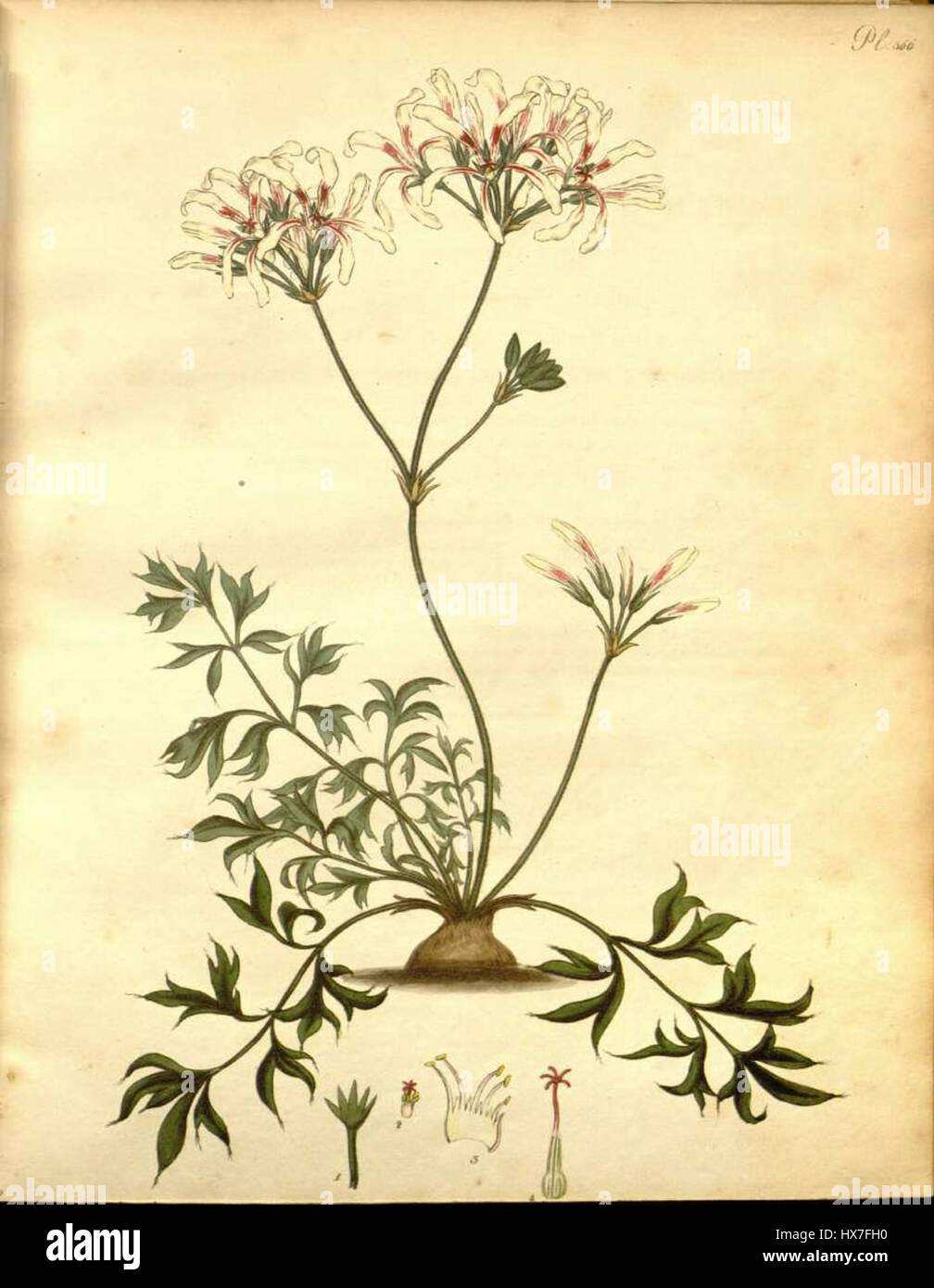Pelargonium longifolium è una specie di geranio originaria del Sud Africa, nota per le sue lunghe e sottili foglie e i fiori vivaci e colorati. La pianta è una specie ornamentale popolare, spesso coltivata per scopi decorativi in giardini e paesaggi. Foto Stock