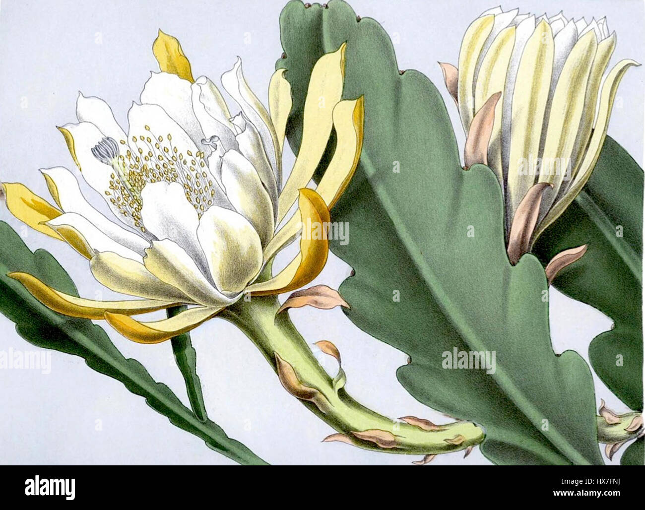 Phyllocactus hybridus è una specie ibrida di cactus nota per i suoi fiori unici e il suo fascino ornamentale. È comunemente coltivato in giardini e collezioni per le sue vivaci fioriture e la facilità di manutenzione. Foto Stock