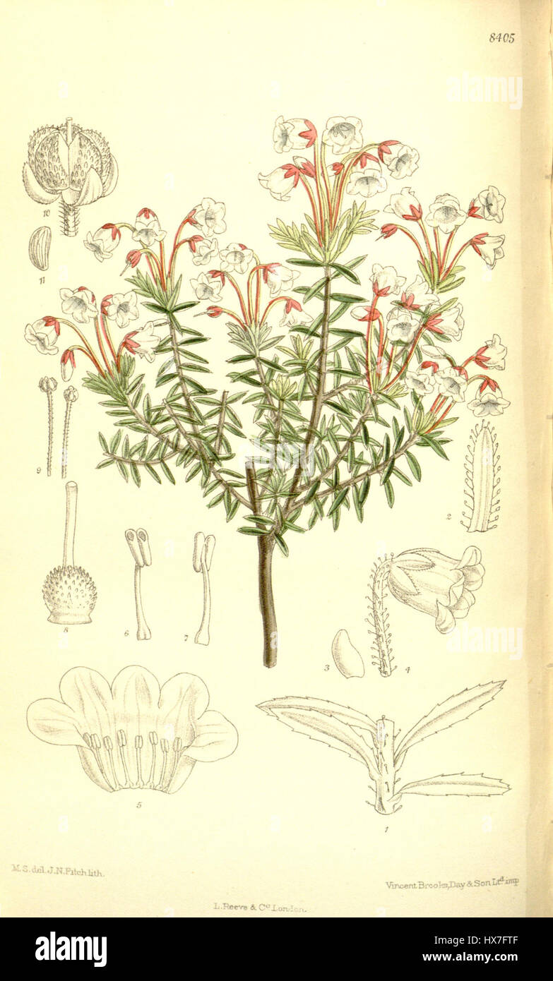Il pezzo «Phyllodoce amabilis 137 8405» raffigura una delicata specie marina con intricati dettagli botanici e zoologici. Questa stampa storica offre un mix di accuratezza scientifica e interpretazione artistica, illustrando la bellezza della natura attraverso l'arte. Rimane un prezioso collezionismo per gli appassionati di arte e natura. Foto Stock