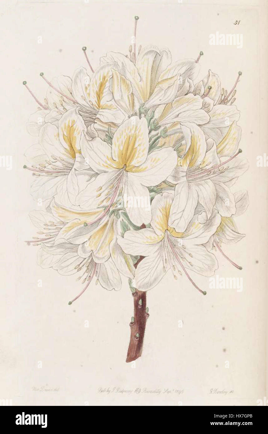 Rhododendron C397 'Laetitiae' è una varietà di rododendri noti per i suoi fiori suggestivi, comunemente presenti nei giardini e nelle collezioni botaniche. Foto Stock