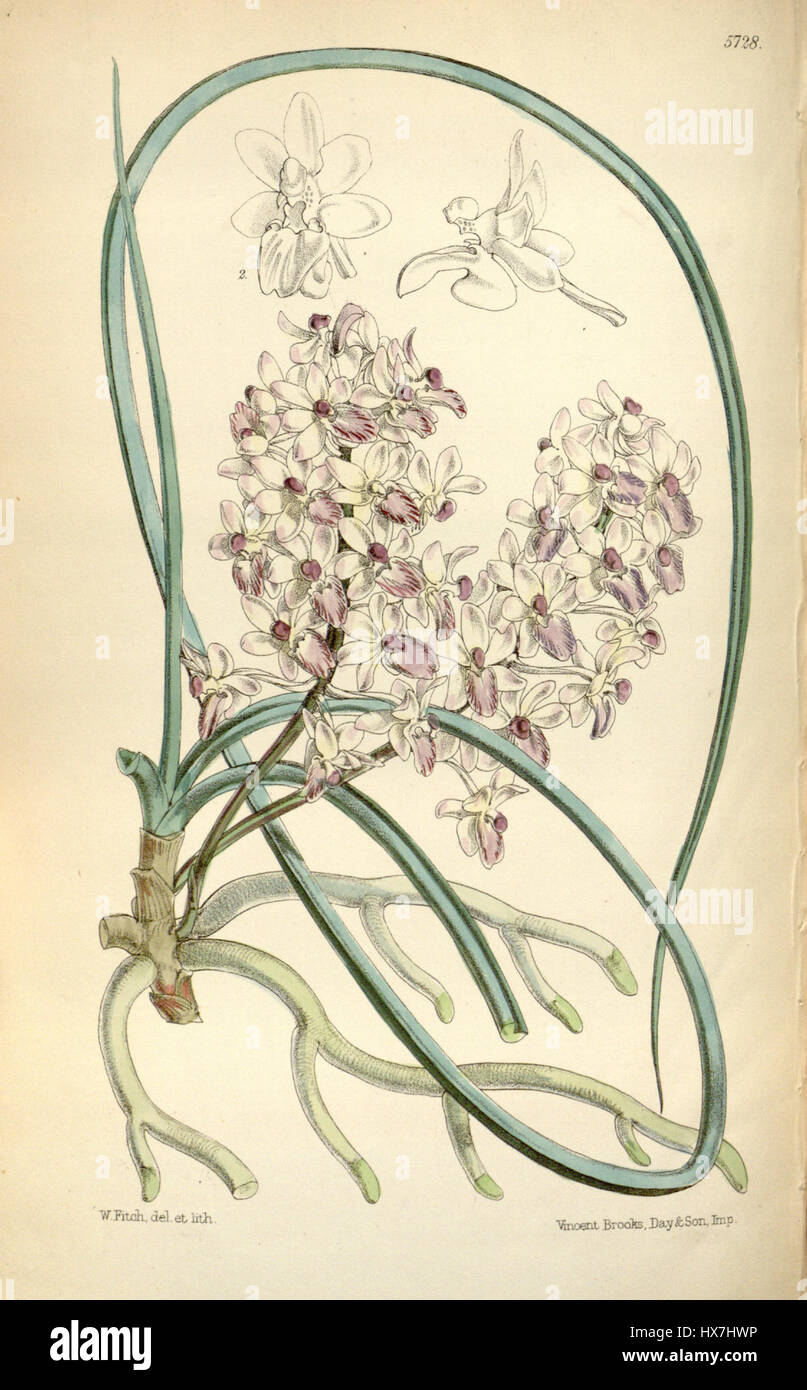 La Seidenfadenia mitrata, precedentemente nota come Aerides mitrata, è una specie di orchidee raffigurata nella serie botanica di Curtis del 1868. Questa specie colorata è conosciuta per il suo sorprendente aspetto floreale e il suo motivo unico, spesso presente nelle regioni tropicali. Foto Stock