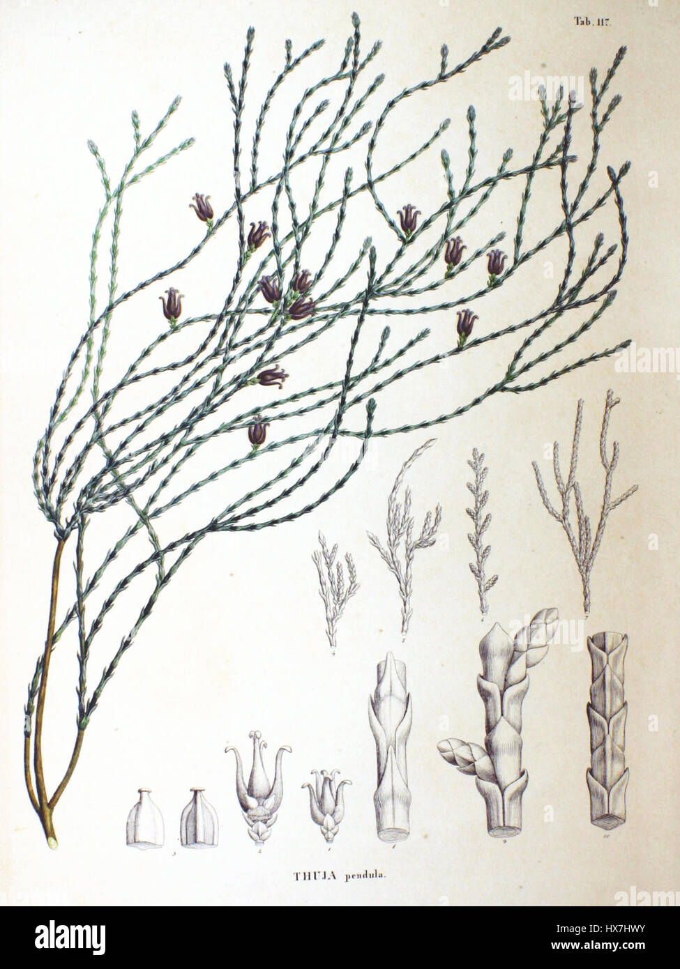 Platycladus orientalis, comunemente noto come arborvitae orientale, è un albero di conifere sempreverde. Questa specie è apprezzata per le sue qualità ornamentali ed è spesso utilizzata nel paesaggio e come pianta da siepe. Foto Stock