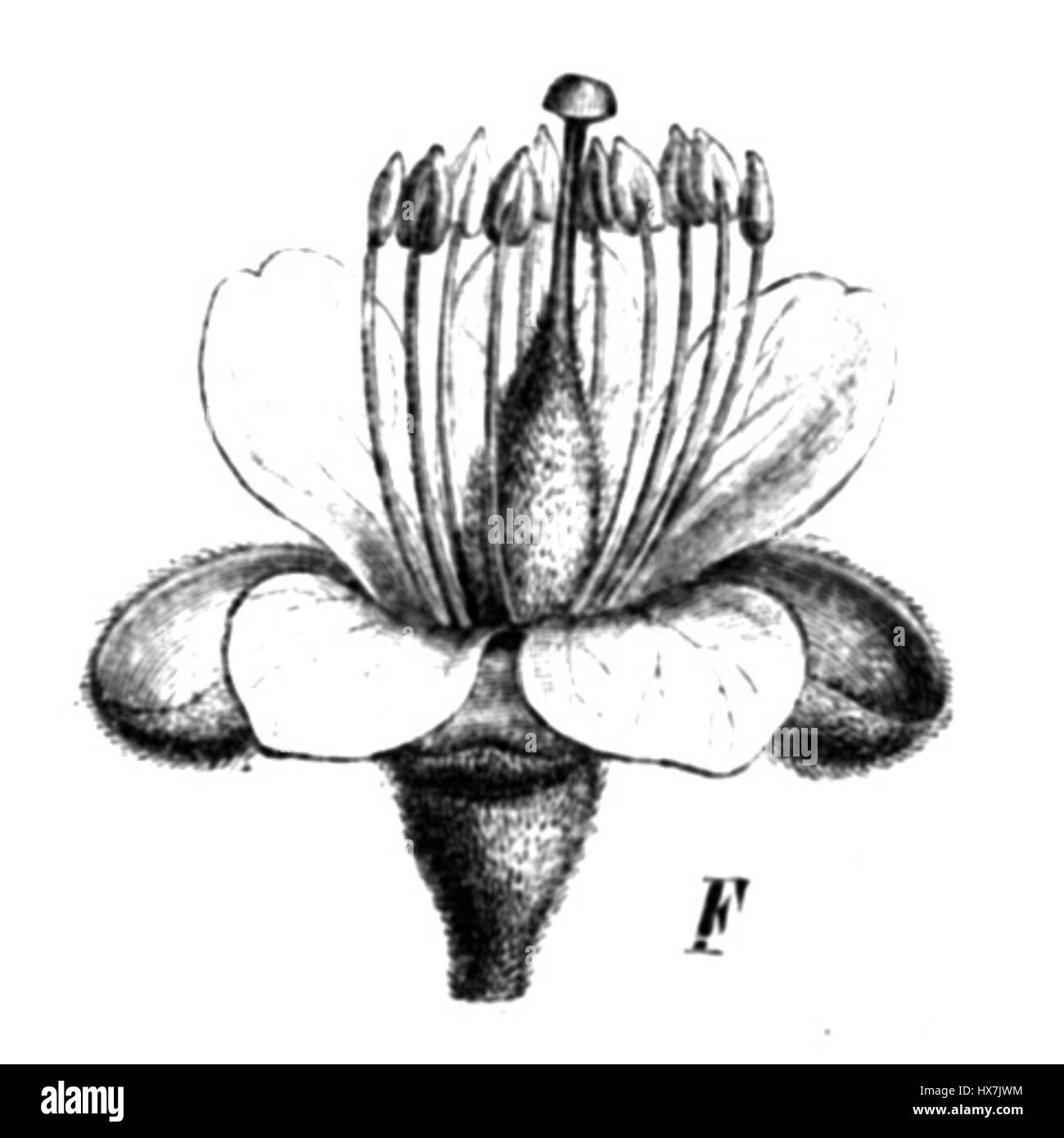 Il Tachigali multijuga, noto anche come la specie Taub78c, è un albero originario della foresta pluviale amazzonica. Questa specie è nota per il suo legno unico e il suo ruolo ecologico nell'ecosistema della regione. Prospera nell'ambiente tropicale, fornendo habitat e sostentamento alla fauna locale. Foto Stock