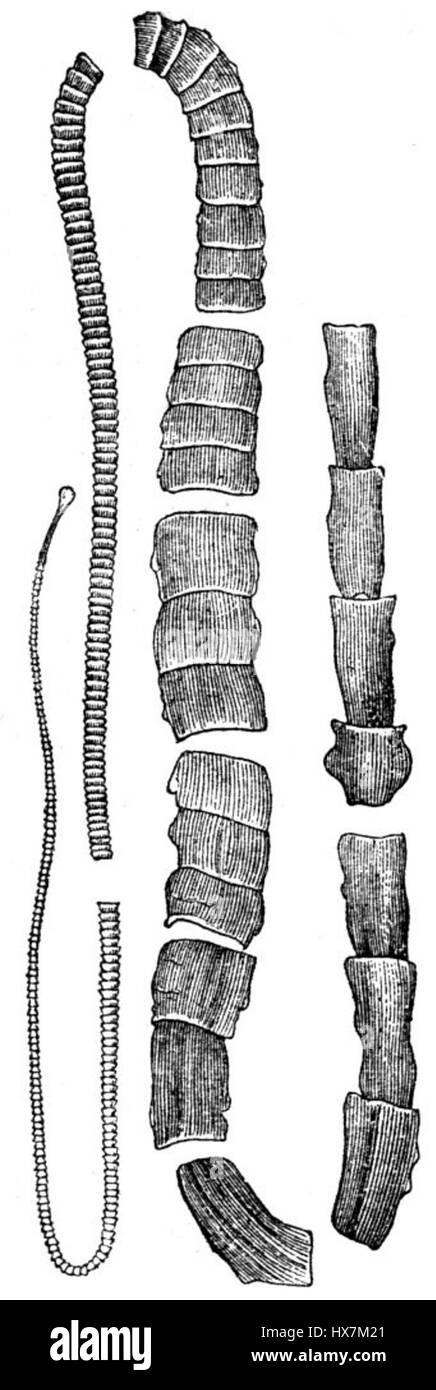 Unbewaffneter Bandwurm disegno Foto Stock