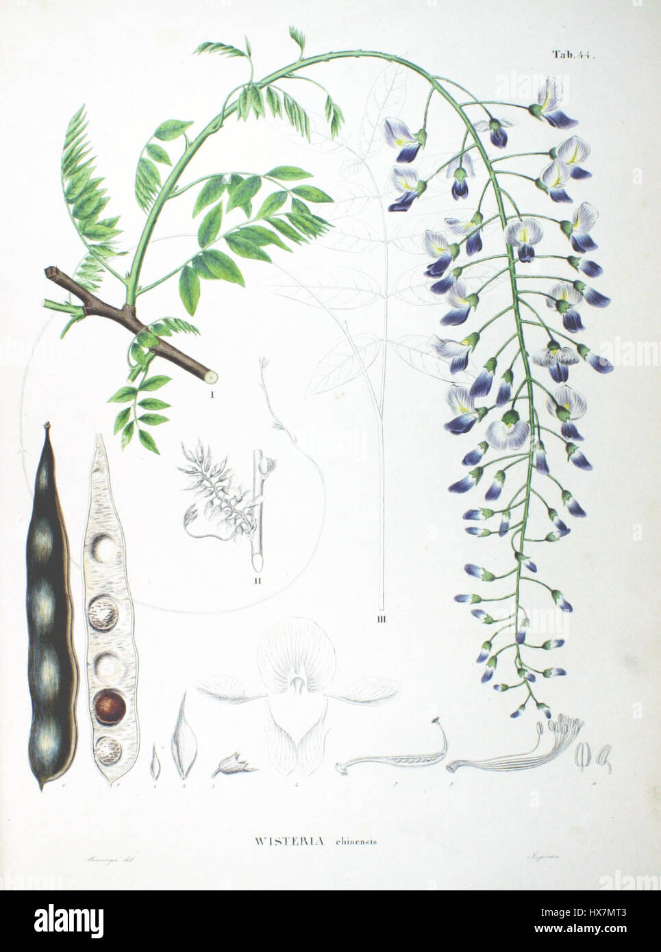 "Wisteria sinensis SZ44" si riferisce a una cultivar di glicine cinese, nota per i suoi fiori viola a cascata e per la vigorosa abitudine di crescita. Foto Stock