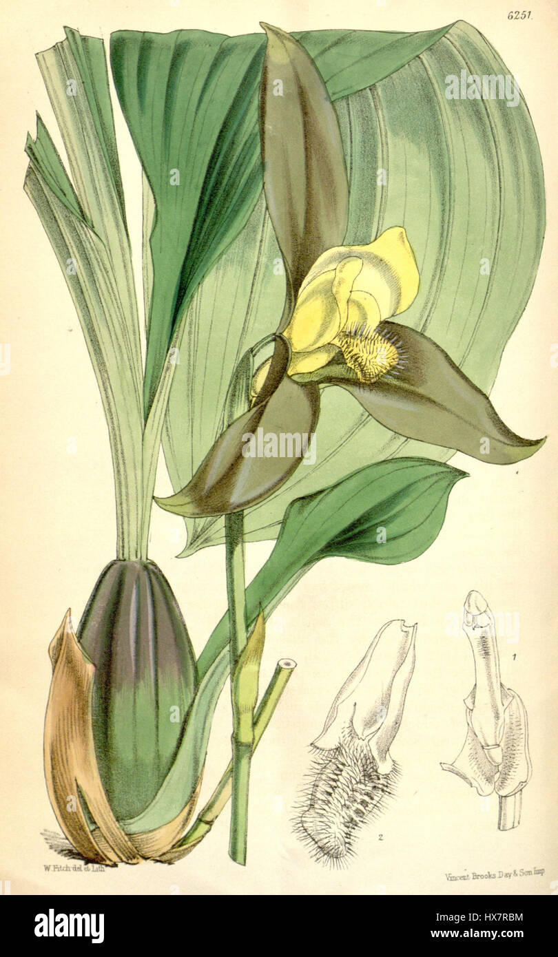 Lycaste lasioglossa è una specie di orchidea originaria dell'America centrale e meridionale. Conosciuta per i suoi fiori dalla forma distintiva, questa specie di orchidee prospera in ambienti caldi e tropicali ed è molto apprezzata per la sua bellezza nelle collezioni botaniche. Foto Stock