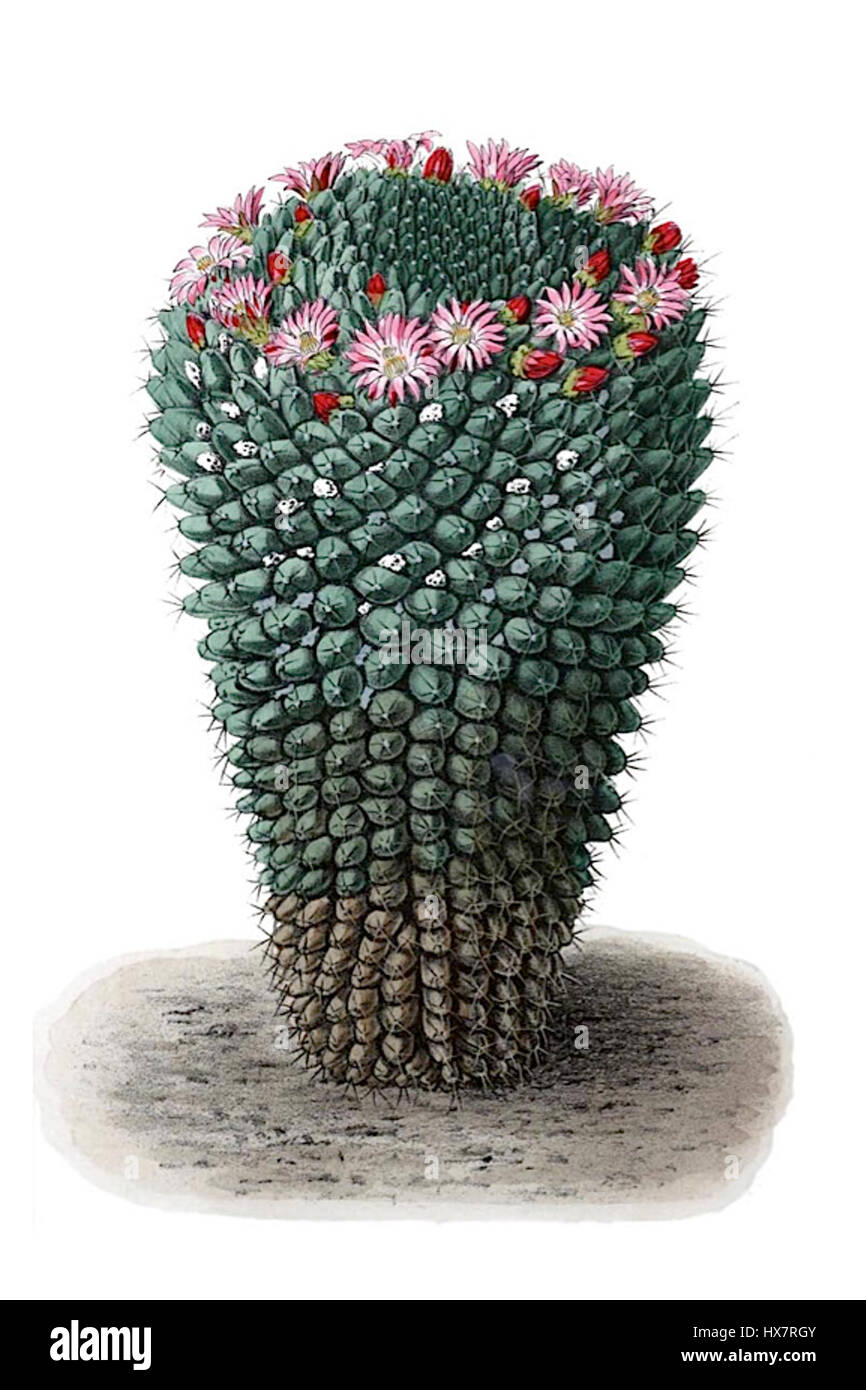 Mammillaria carnea è una specie di cactus, che si distingue per i suoi vibranti fiori rosa e la caratteristica struttura spinosa. Questo cactus, originario delle Americhe, prospera in ambienti aridi e aridi ed è una specie popolare nell'orticoltura grazie al suo aspetto sorprendente e alla facilità di cura. Foto Stock