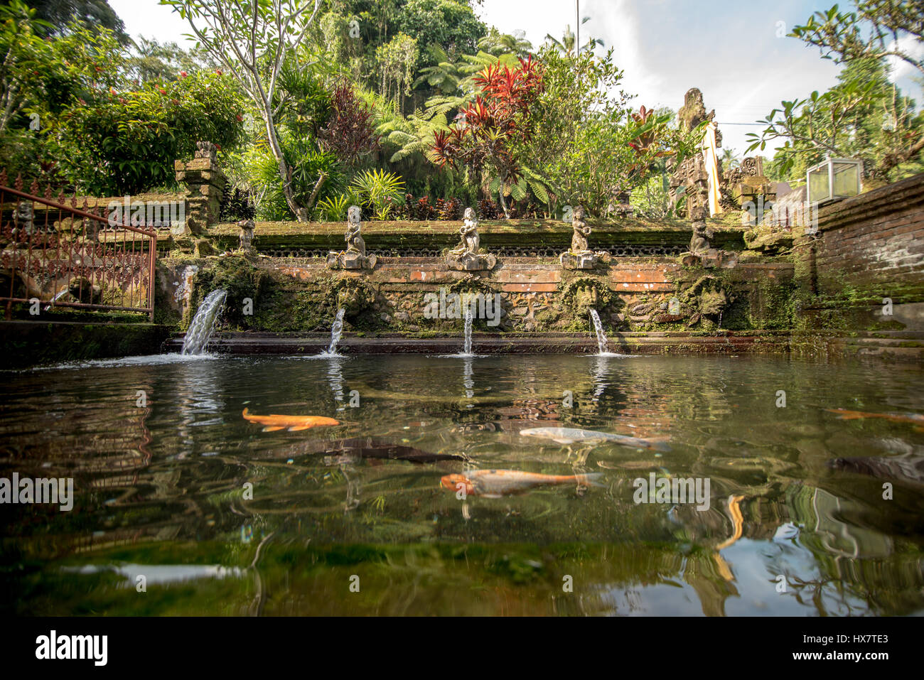 Molla di santo in Pura Tirta Empul, tempio di Ubud, Bali Foto Stock