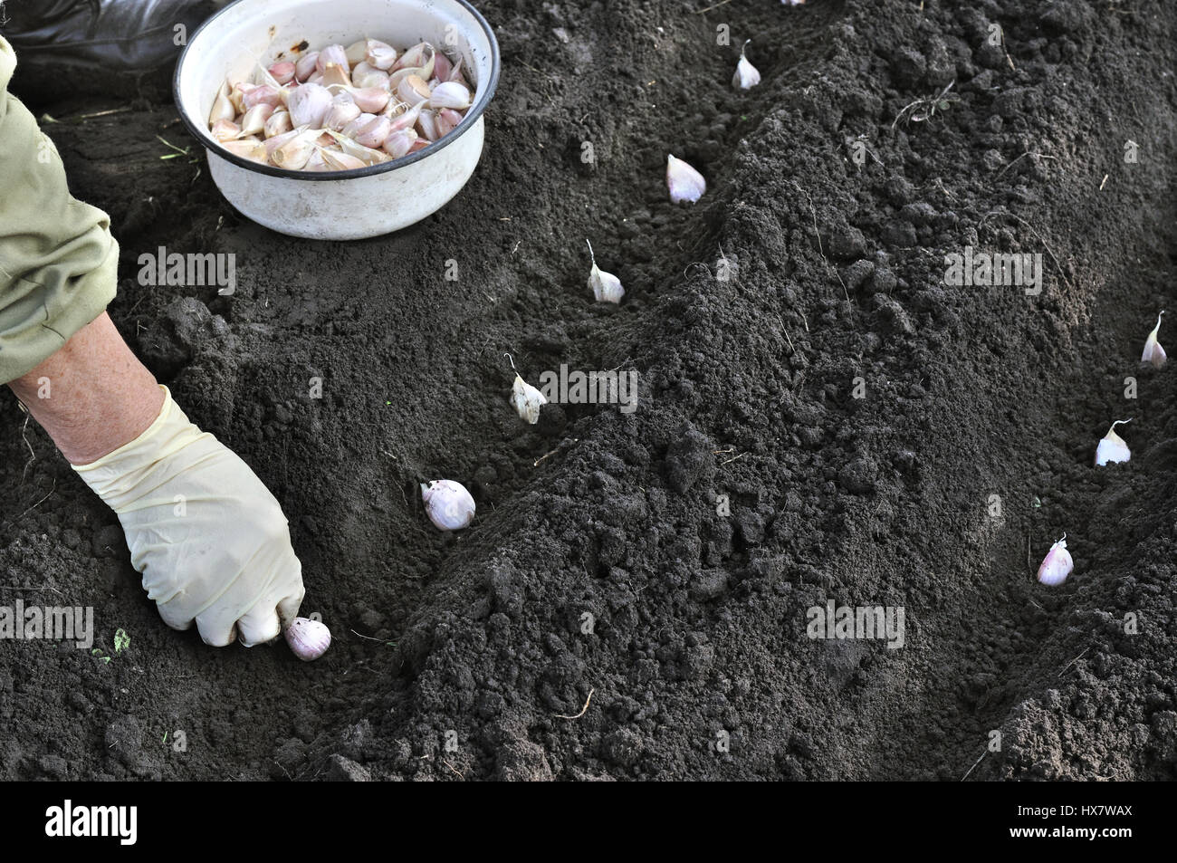 Agricoltore la mano di piantare aglio nel giardino vegetale Foto Stock