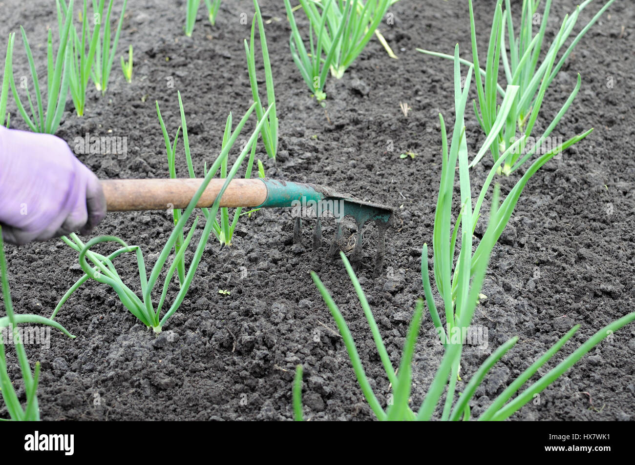 Giardiniere rastrellatura onion plantation - il lavoro stagionale in orto Foto Stock