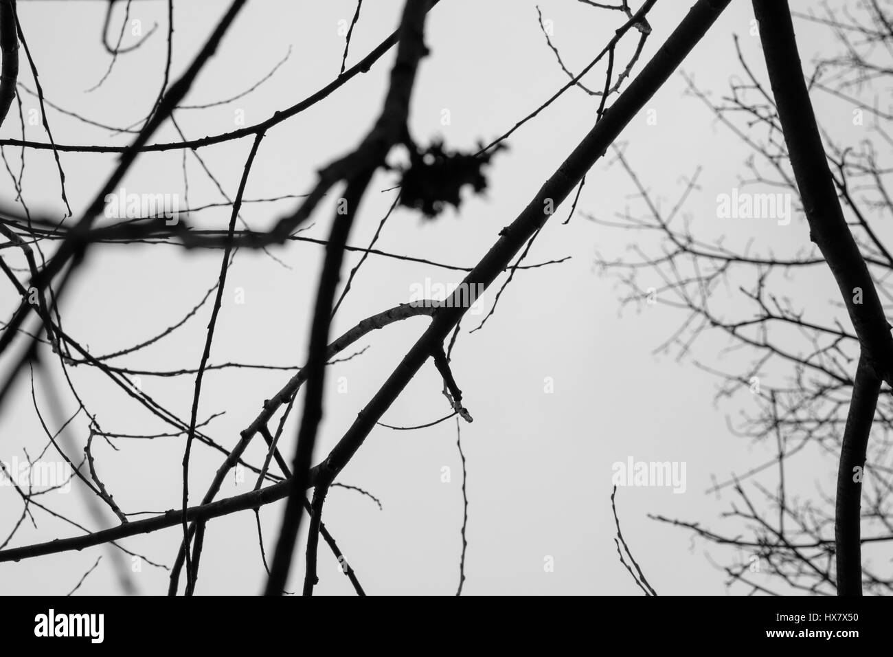 Bianco e Nero ramo di albero Foto Stock