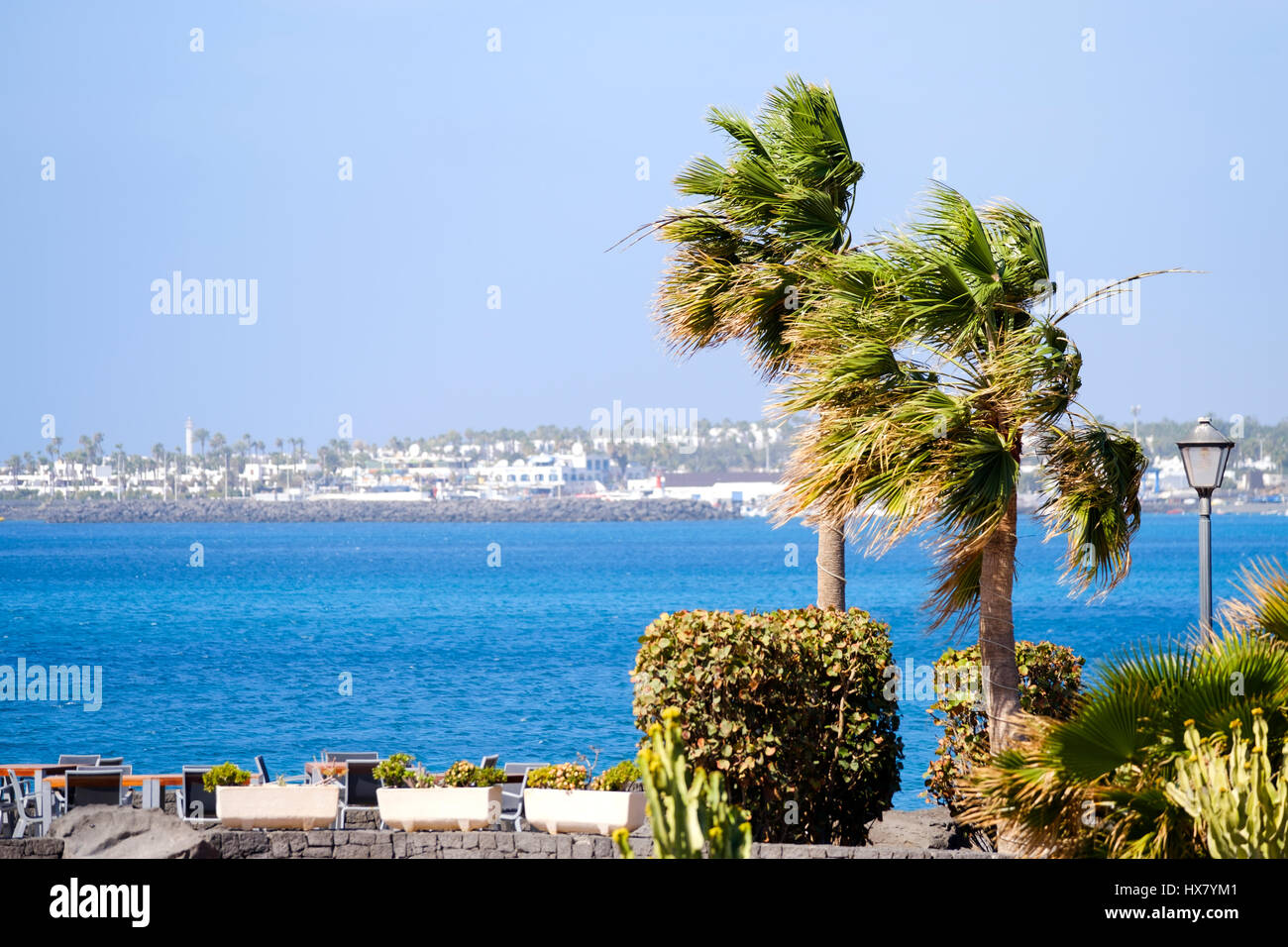 I forti venti soffiano le fronde di palme su un albero orizzontale su un altrimenti questa bella giornata di sole a Lanzarote, Spagna Foto Stock