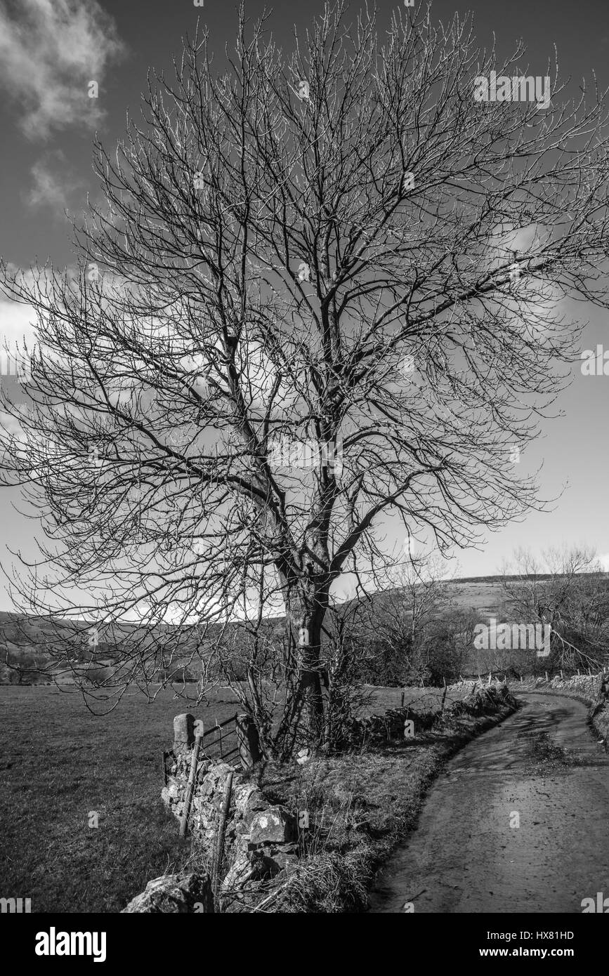 Struttura ad albero a freddo nel vecchio lane Derbyshire Ray Boswell Foto Stock