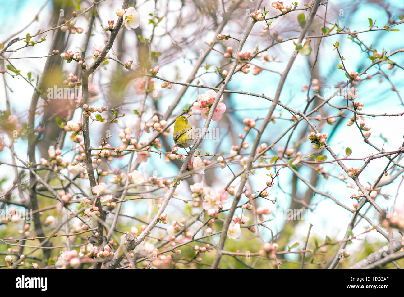 Bianco giapponese-eye (Zosterops japonicus) su Cherry Blossom e sakura Foto Stock