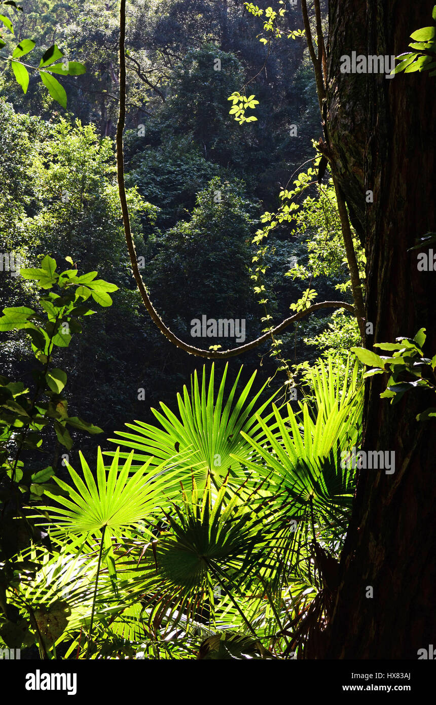 Filtraggio della luce attraverso la foresta pluviale sottobosco di felci, palme e vigne, Royal National Park, Sydney, Nuovo Galles del Sud, Australia Foto Stock