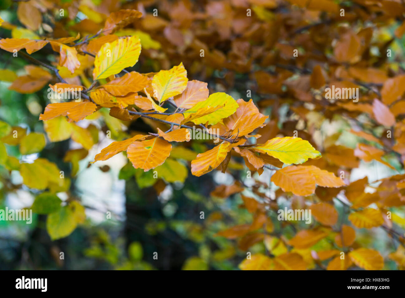 Foglie di autunno Centre focus blur sullo sfondo Foto Stock