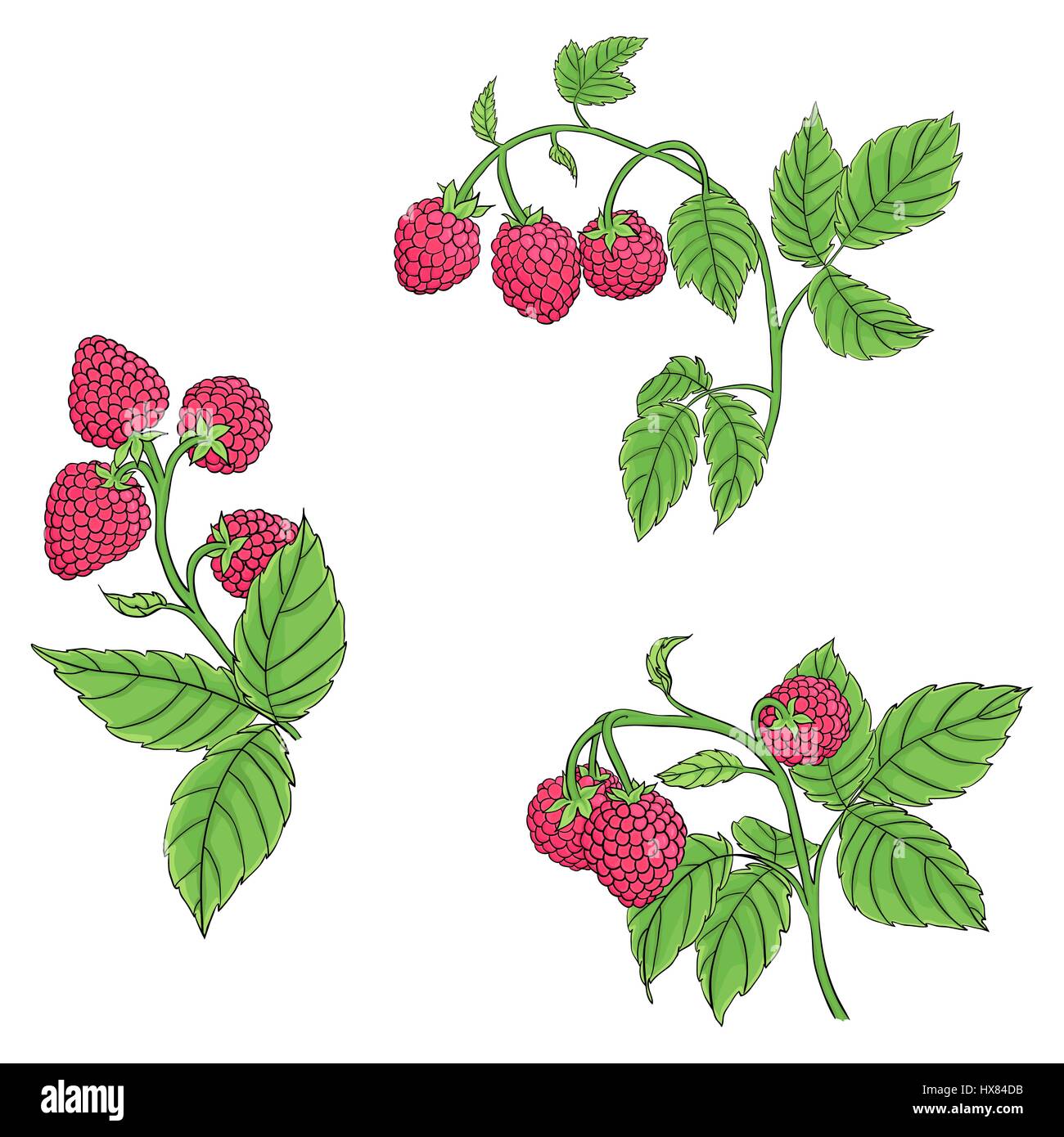 Rami isolati di lampone su sfondo bianco. Lampone dark linee disegnate e dipinte in colori luminosi. Disegnata a mano illustrazione vettoriale. Illustrazione Vettoriale
