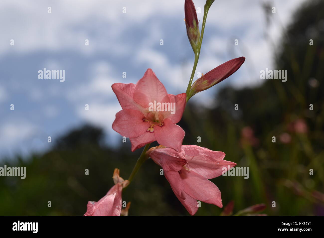 Close-up di fiori rosa nel lato del paese Foto Stock