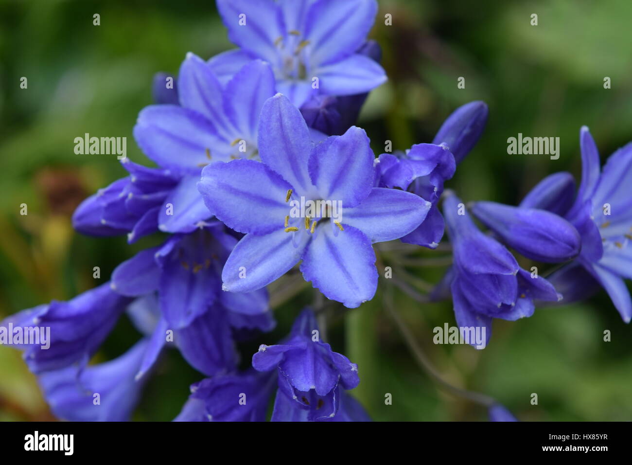 Chiudere i piccoli fiori blu Foto Stock