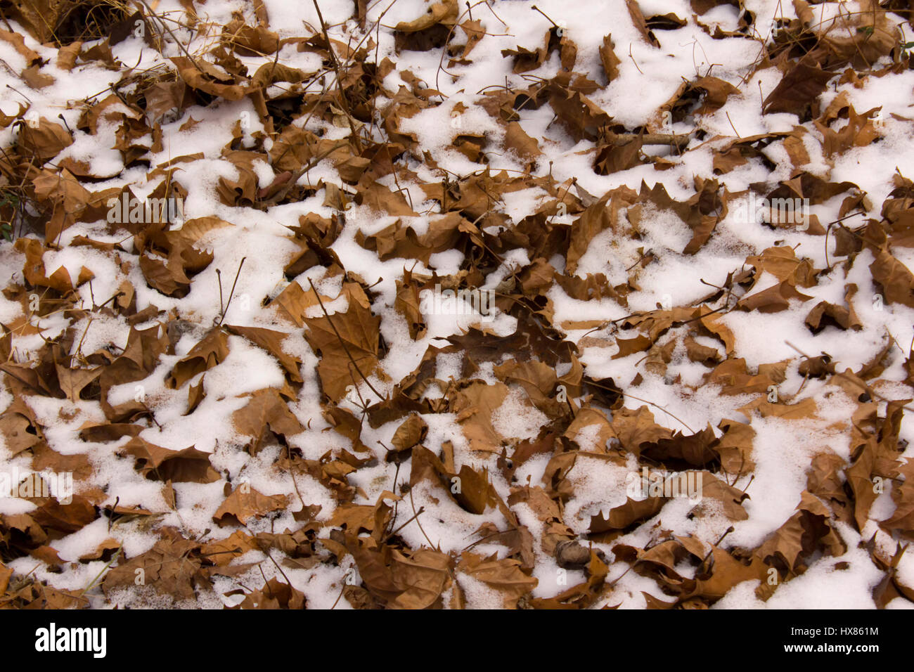 Neve e foglie in una impostazione di bosco Foto Stock