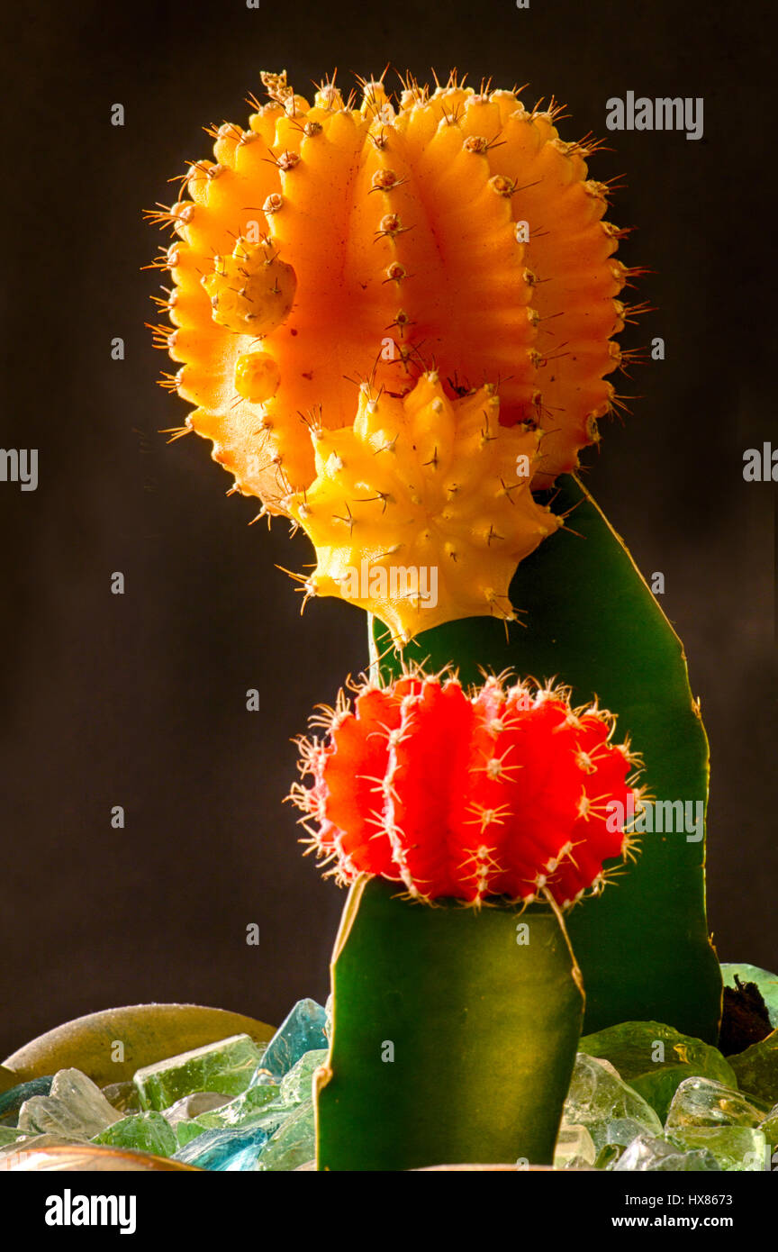 Cactus colorati in giardino interno Foto Stock