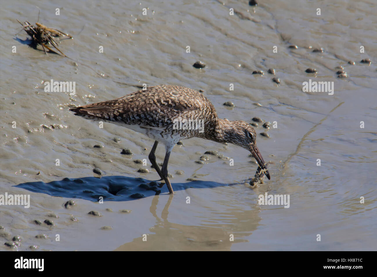 Uccello dowitcher catture un granchio a bordo d'acqua Foto Stock