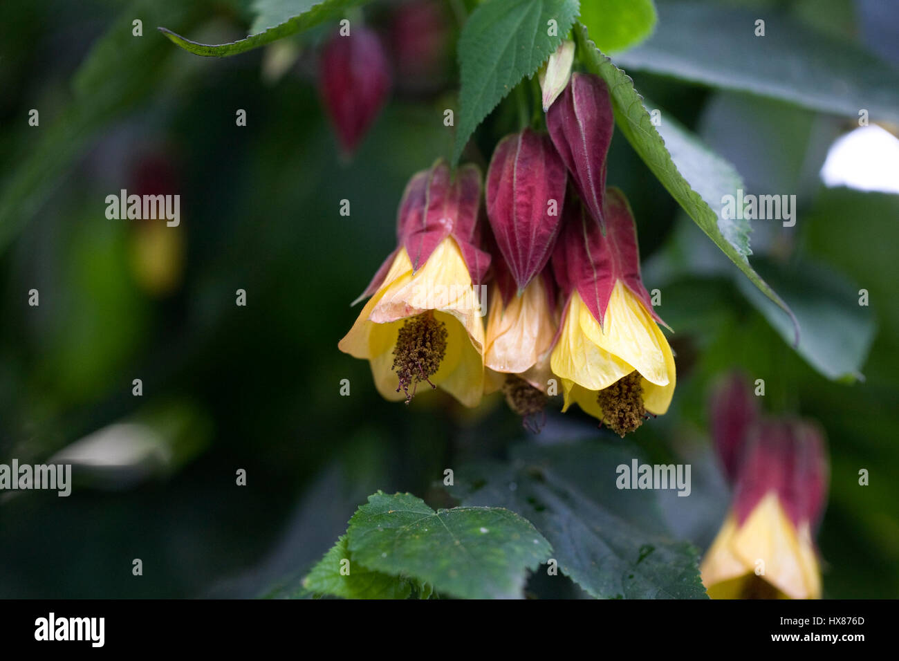 Abutilon Megapotamicum fiori Foto Stock