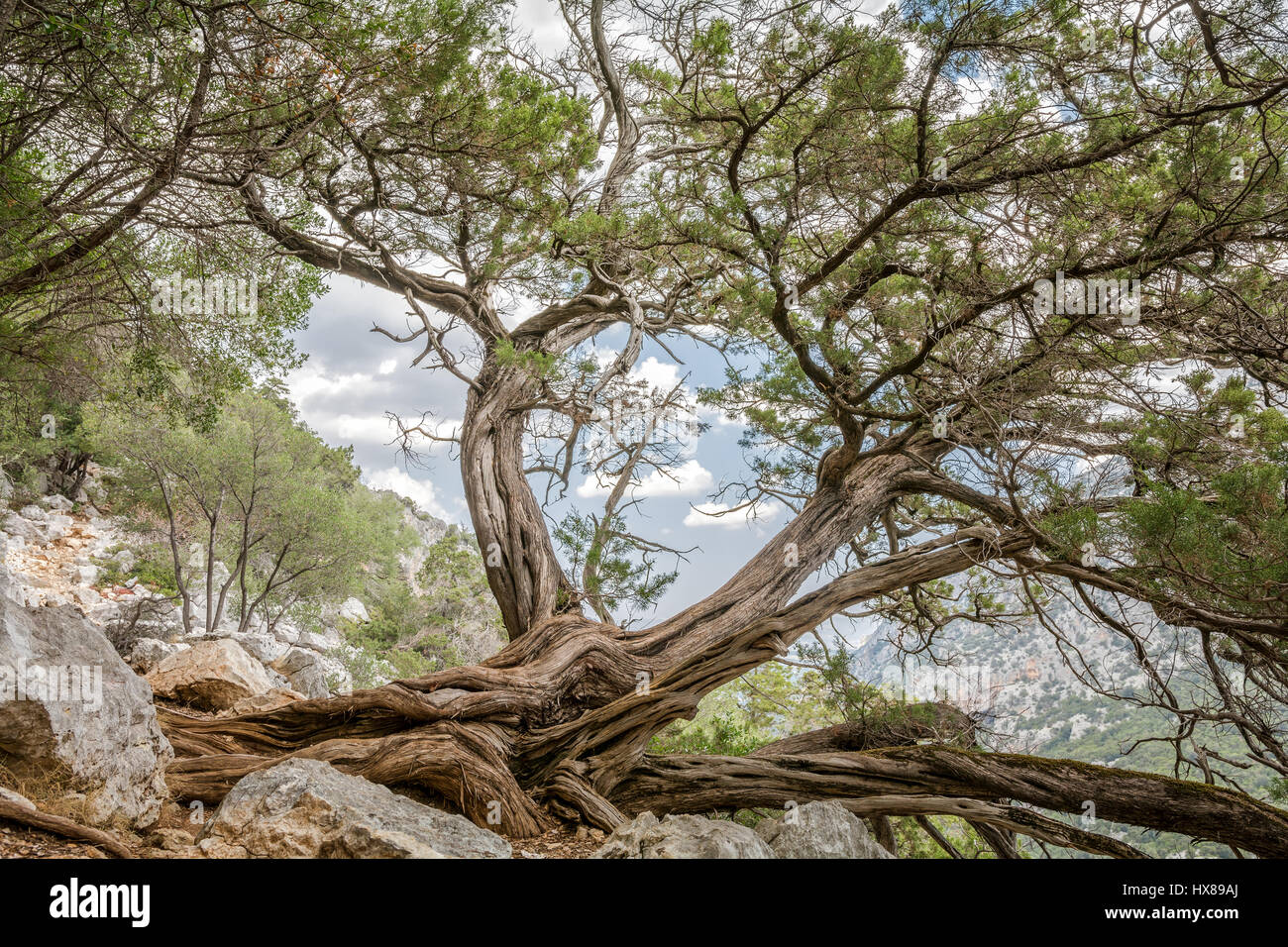 Un antico albero sul pendio della montagna Foto Stock