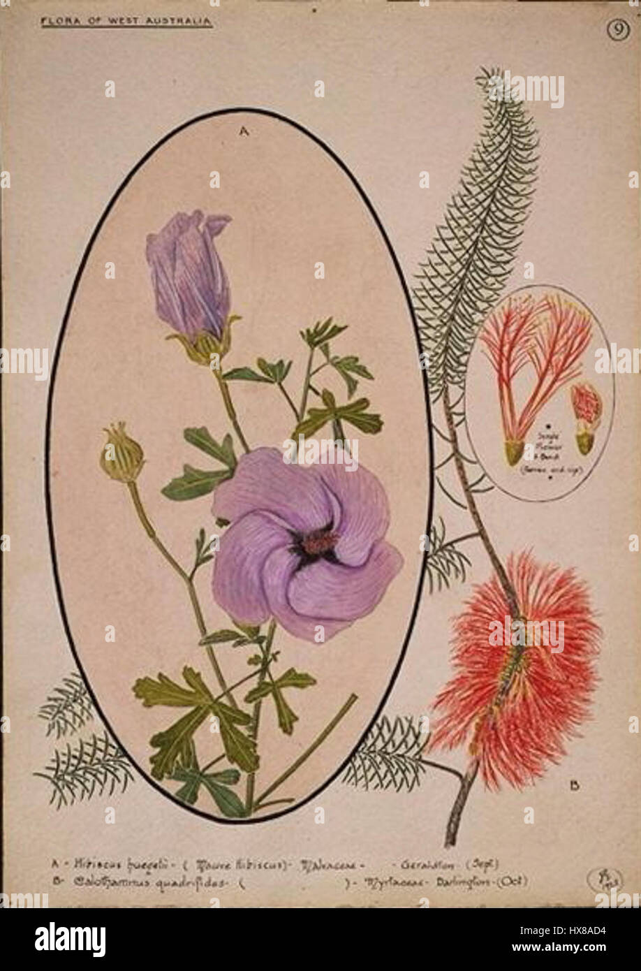 Illustrazione della flora WA di Ebenezer Edward Gostelow, un artista australiano, del 1925, che raffigura Alyogyne huegelii e Calothamnus quadrifidus. Foto Stock