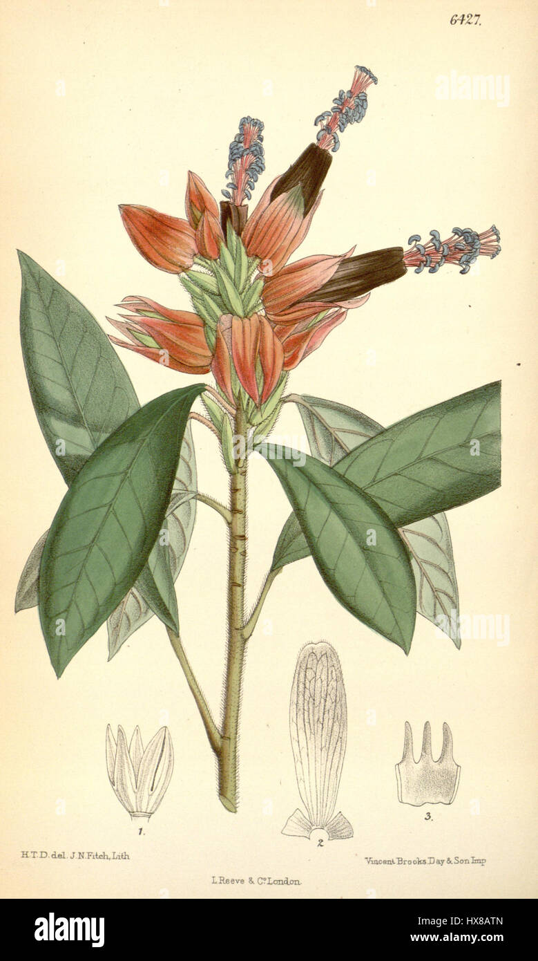 La Pavonia makoyana, nota anche come Goethea makoyana, è una specie di piante in fiore della famiglia Malvaceae. È noto per le sue foglie, grandi e rotonde, che sono contrassegnate da motivi audaci e contrastanti. I fiori vivaci della pianta ne esaltano ulteriormente il fascino ornamentale. Questa specie è stata presentata per la prima volta nel 1979 sul Botanical Magazine, dove è stata riconosciuta per la sua bellezza distintiva e la sua struttura a foglia unica. Foto Stock