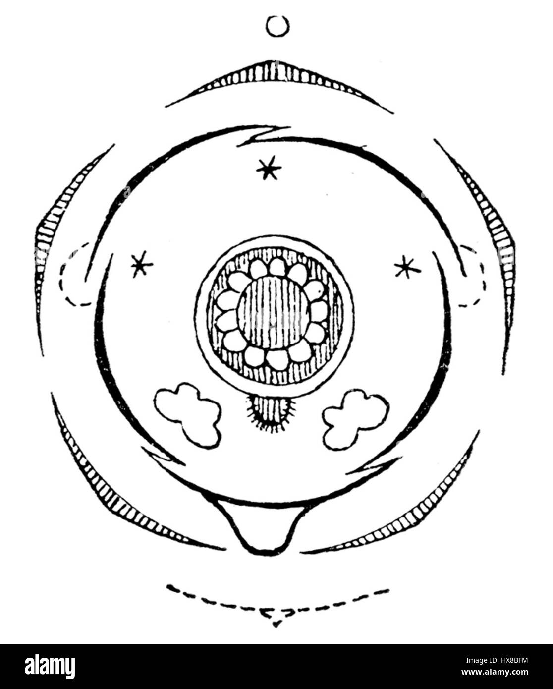 Questo diagramma illustra la struttura floreale della *Pinguicula alpina*, una specie di pianta carnivora. Conosciuta per i suoi delicati fiori viola pallido, questa pianta è originaria delle regioni alpine e prospera in terreni poveri di nutrienti. Foto Stock