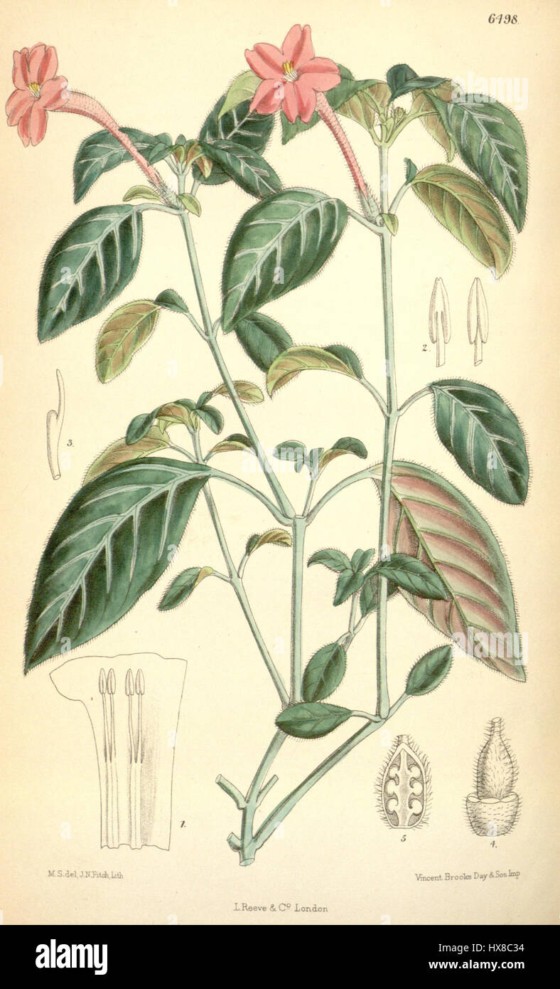 La Ruellia tailae è una specie di pianta da fiore, descritta per la prima volta nel 1880. Appartiene alla famiglia delle Acanthaceae, nota per i suoi fiori vivaci e la crescita nelle regioni tropicali, contribuendo alla biodiversità della flora. Foto Stock