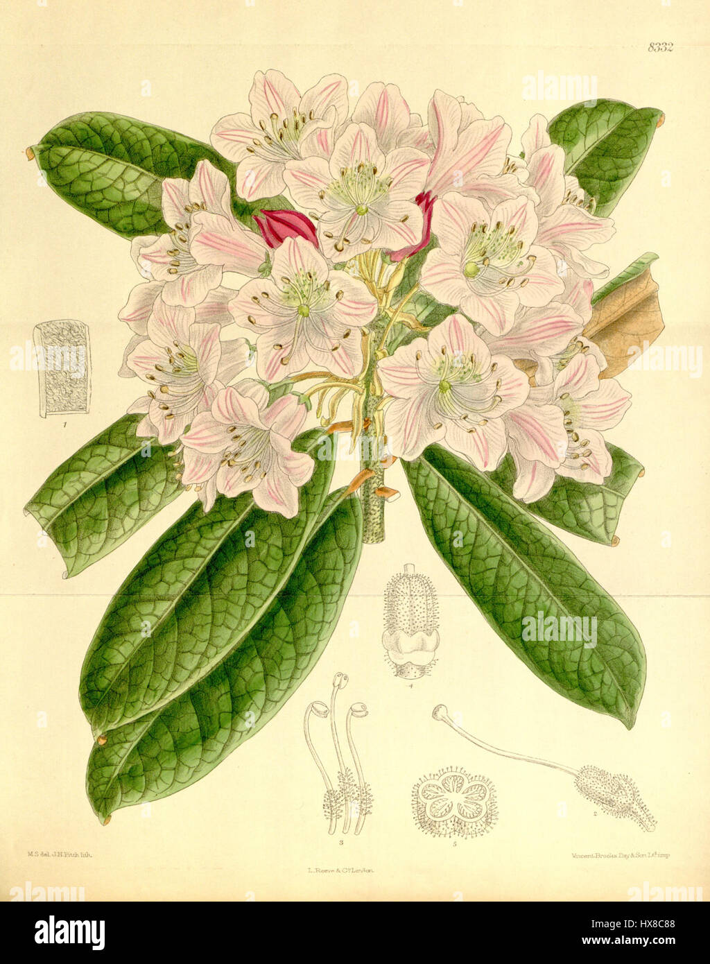 Rhododendron ungernii è una specie di pianta in fiore della famiglia delle Ericaceae, originaria della Cina. È conosciuta per le sue vivaci fioriture ed è una popolare pianta ornamentale nei giardini e nei paesaggi. Foto Stock