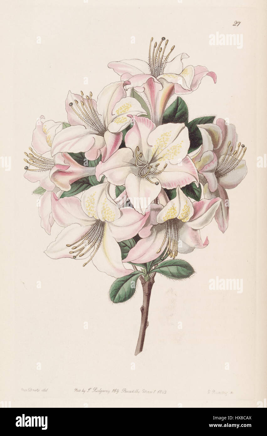 Rhododendron C397 viscosepalum è una specie di rododendro conosciuta per i suoi fiori unici. Questa specie fa parte del più grande genere Rhododendron, che comprende un'ampia varietà di piante ornamentali da fiore. Originaria dell'Asia, è apprezzata per le sue vivaci fioriture e la natura resistente, che la rendono una scelta popolare nei giardini. Foto Stock