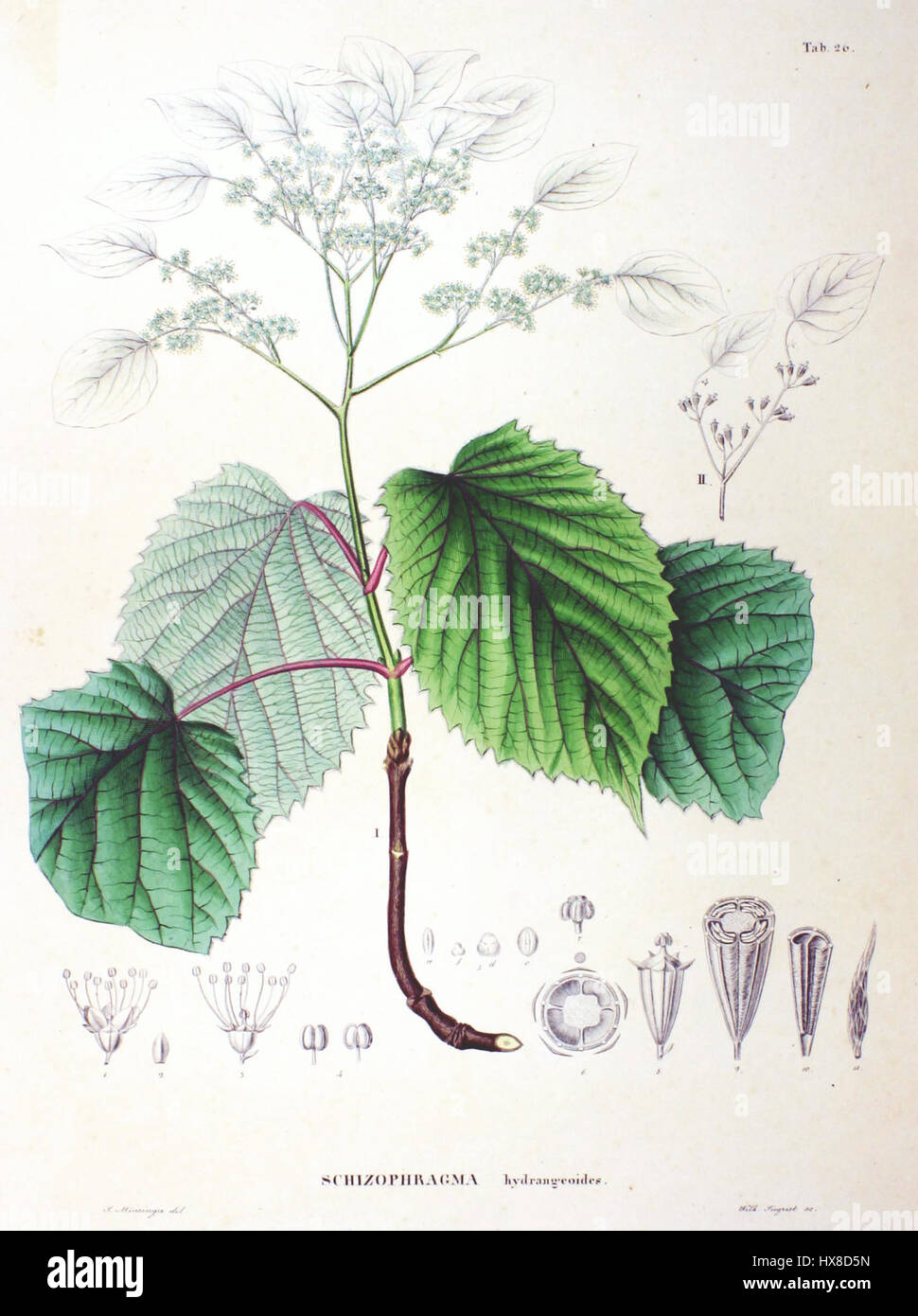 *Schizophragma hydrangeoides* (noto anche come vite di ortensia giapponese) è una specie di pianta in fiore originaria dell'Asia orientale. È conosciuta per la sua unica abitudine all'arrampicata e i fiori bianchi ornamentali. Foto Stock